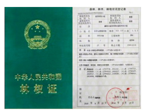 曼松王子山千畝貢茶園